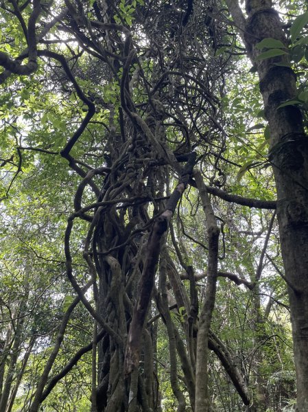 凱達格蘭山2877686