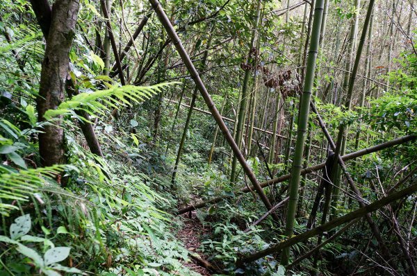 魯壁山、東穗山連走602845