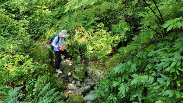 【中級山】插天山的奇幻世界，赫威山，赫威神木群步道2741337