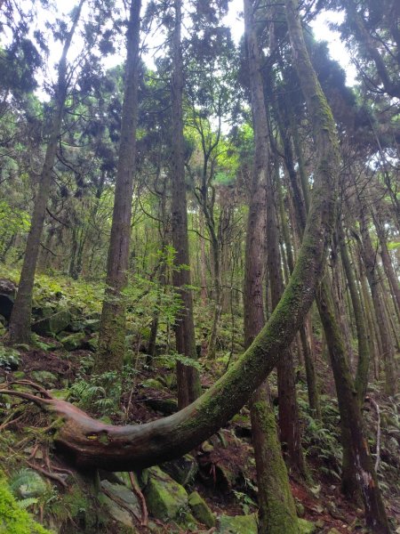 橫沙笛/橫嶺山、沙蓮山、笛吹山2799343