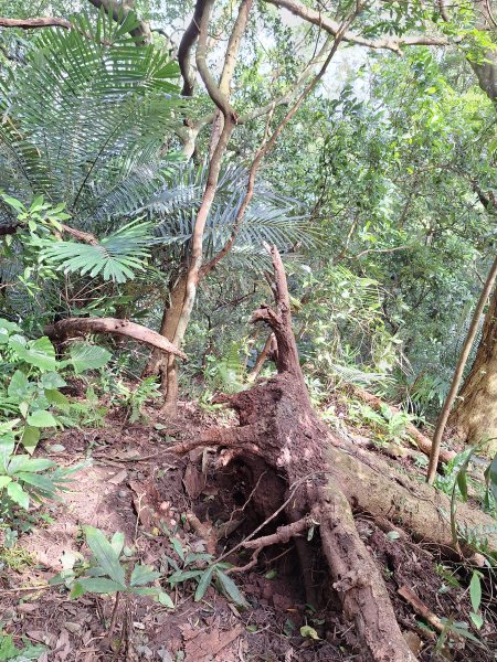 大溪白石山O型202410102622998