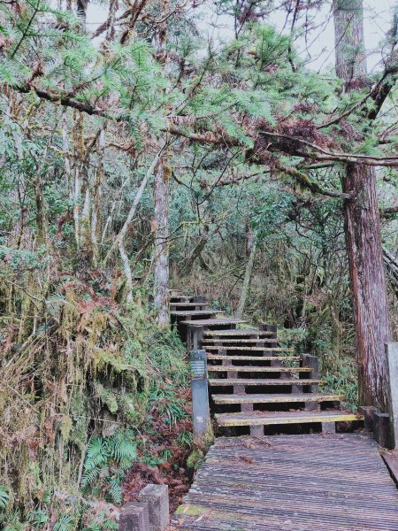 太平山檜木原始林步道1293034