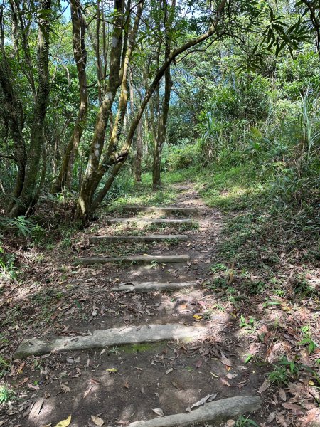 大崙頭山走到大崙尾山2263381