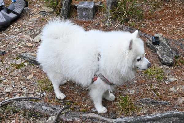 瀧奧山帶銀狐犬走走 2024.1.82400466