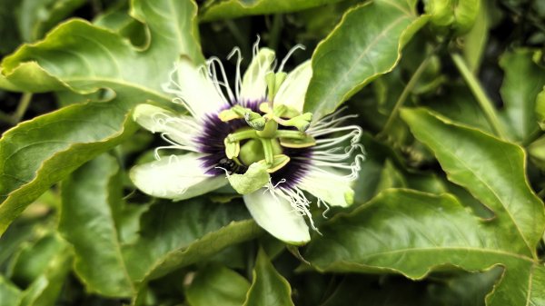 即將春季的百花齊放鵝尾山串行古圳道及平菁街42巷賞櫻健行O型走2988690