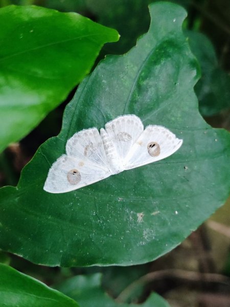 基隆紅獅劉蚵縱走2979382