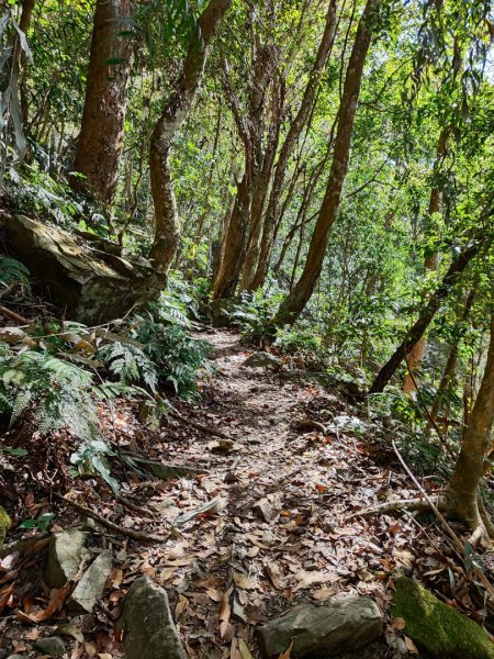 泰安鳥嘴山（上島）2689339