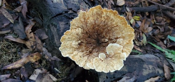橫沙迪O型縱走_大雪山社區登山口2826537