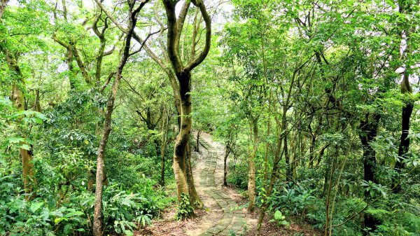 南港四小山。韓美磋2766490