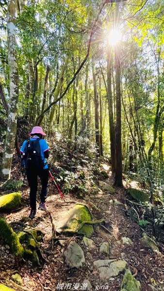 【南投。竹山】茶園竹林巨木櫻花景緻很美(四連峰)。 小百岳集起來。 編號54小百岳金柑樹山1624821