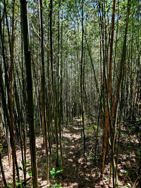 大山背麒麟步道 - 2024森遊竹縣皮皮獅Hike客任務2554893