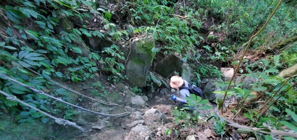 2023-11-25溪頭鳳凰山步道2360974