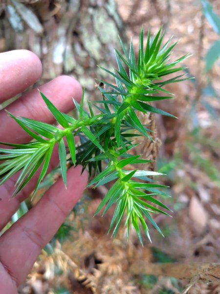 守關山南峰 守關山 守城大山2919109