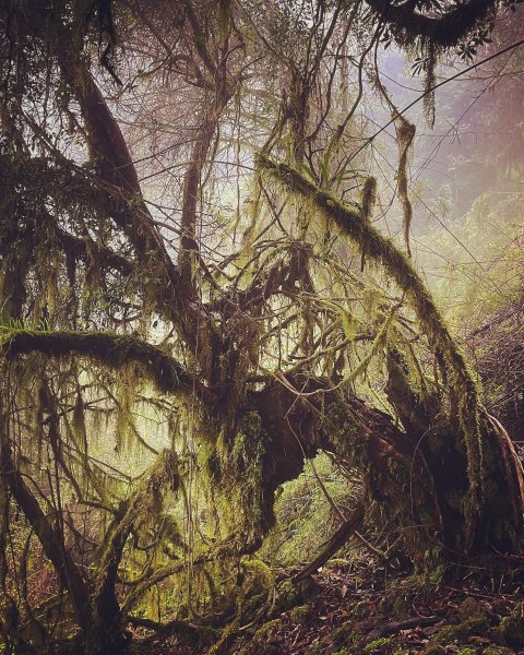 二延坪_鹿林山2865323