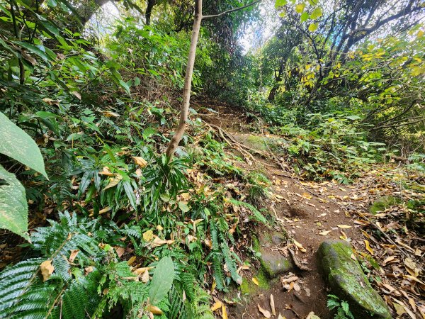 20251129鷹取山神武寺山2963969