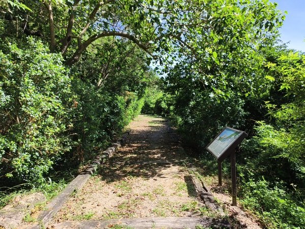 [漫遊縱谷 愛在花東-01/10] 2025_1011 大武觀海步道2912915