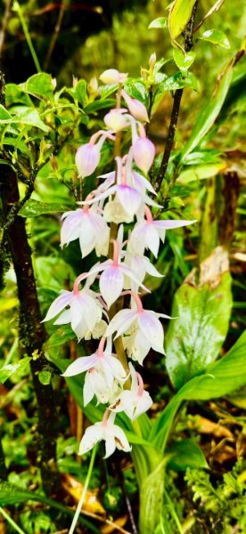 卡保石壁一葉蘭（耘夢谷上逐鹿山下O走）2809551