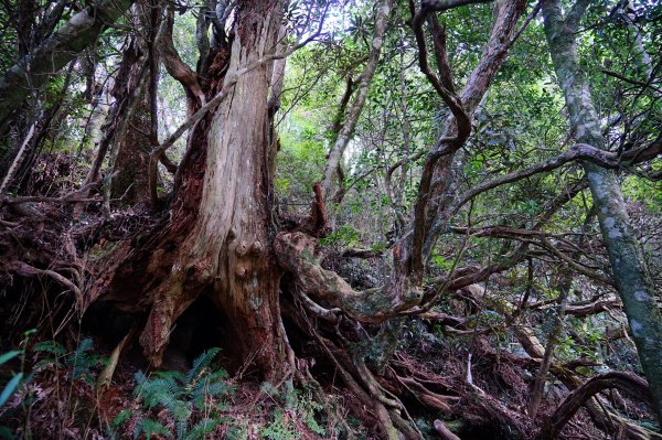 新竹關西鎮 水田林道之貴妃&那結山連走1539691