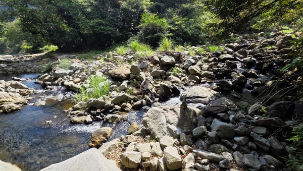 享受台北近郊陽明山小秘境楓林瀑布的清新芬多精2996546