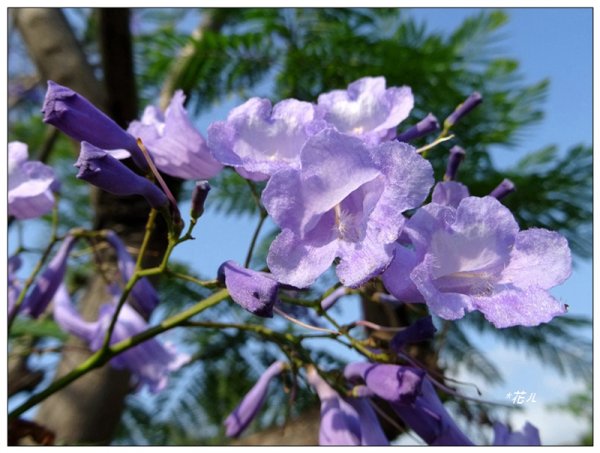藍花楹花開1693104