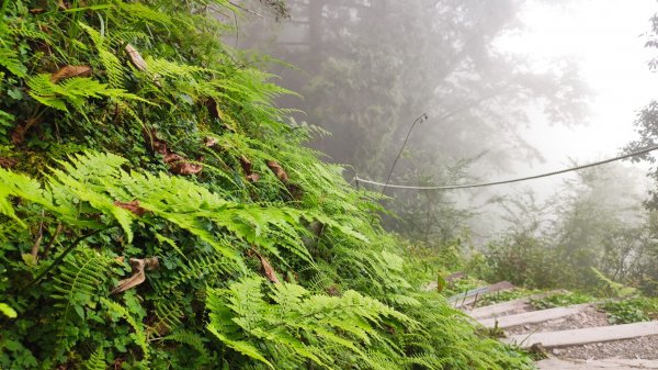 檜山巨木森林步道1779503