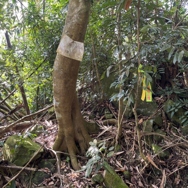 20251114_西阿里關山（高雄小百岳）