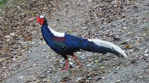翡翠水庫壩頂 #火燒雲雲海 #日出雲海 #鱷魚島 #藍腹鷴 4/292773454