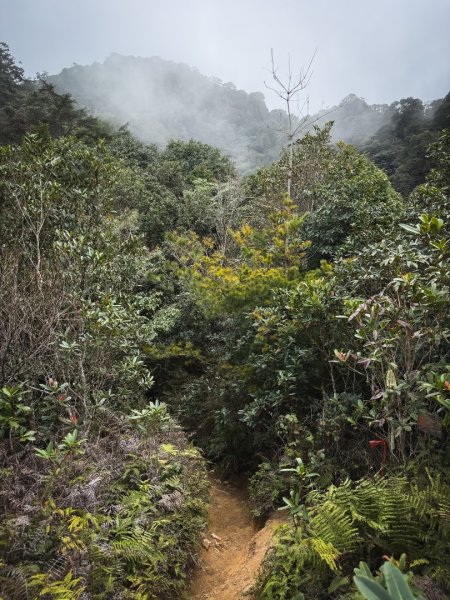 高島P型縱走-夢幻的杉林營地3012445