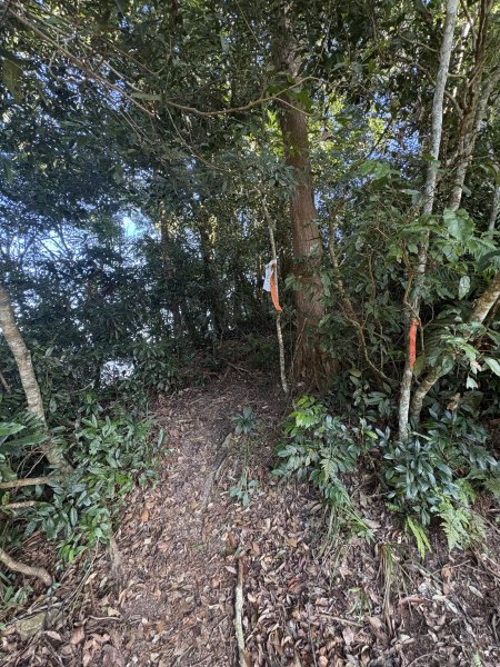 20251207藤枝山步道2957623