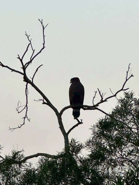 20251213 高雄觀音山15連峰🤔一直走不回頭繞2961517