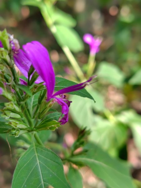 守關山南峰 守關山 守城大山2919129
