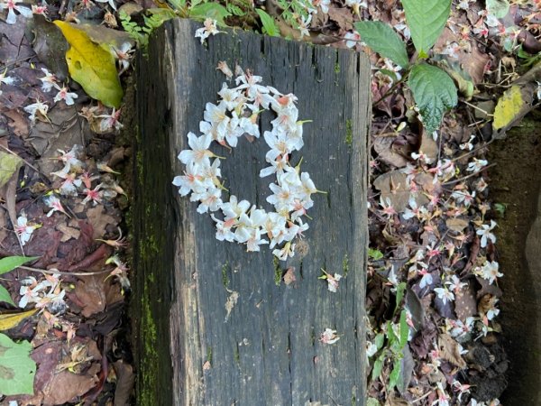 土城天上山O路線桐花季917196