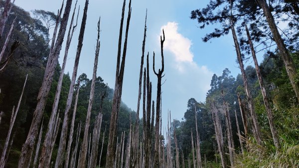 留龍頭 嶺頭山 金柑樹山 忘憂森林 我想抓住您的美2092110