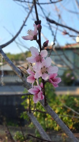 《彰化》桃李櫻美｜花壇虎山巖步道x大嶺巷富士櫻202503012723676