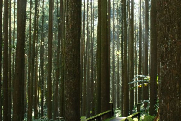 奮起湖台灣杉森林棧道194447