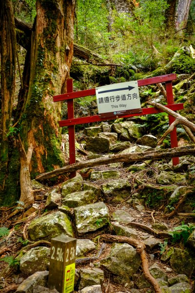 [冬訪大霸聖山岳參行]-大鹿林道東線榆金楓紅與九九山莊精選輯2974659