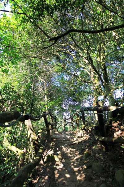 大坑四號登山步道422057