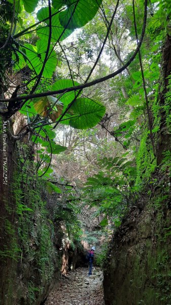 《彰化》原始峽谷｜八卦山一線天步道202502282723535