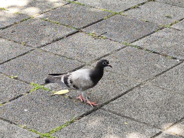 花博公園圓山園區、撫順公園【2025臺北健走趣】2827208