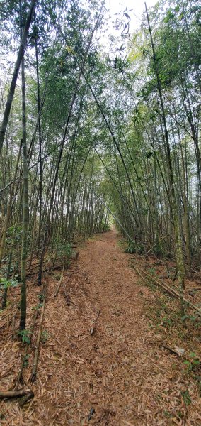 2025-01-19孝子路步道、大巃頂2694250