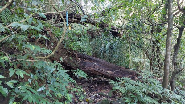 蛇來運轉之蛇年爬蛇山  蛇子形古道-三爪子坑山-蛇子崙山O型2783964