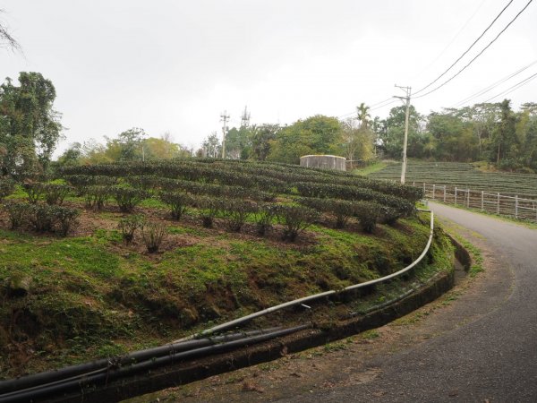 南投魚池貓囒山步道20200216838317