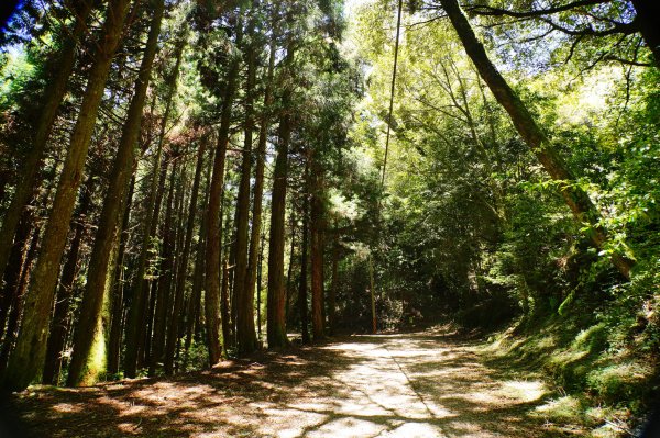 苗栗 泰安 榛山3078963