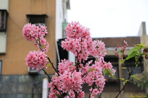 20160405~北投公園33983