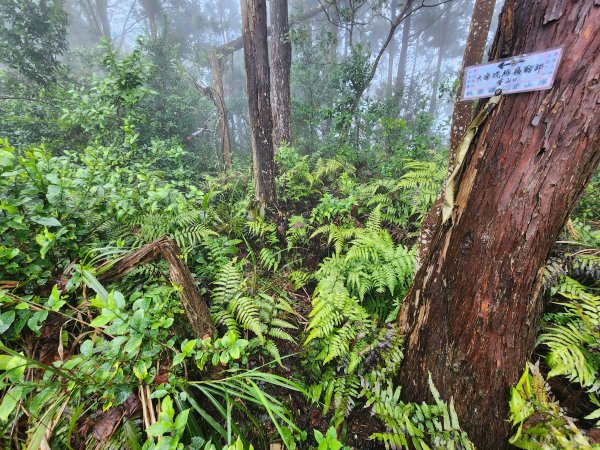 20260208五分寮頂山內大坪山石硬山O型3005254