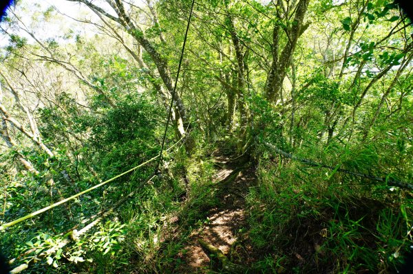 苗栗 卓蘭 大克山3078124