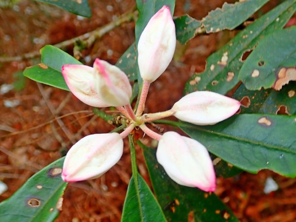 橫嶺山連走鳶嘴山2019/4/30575795