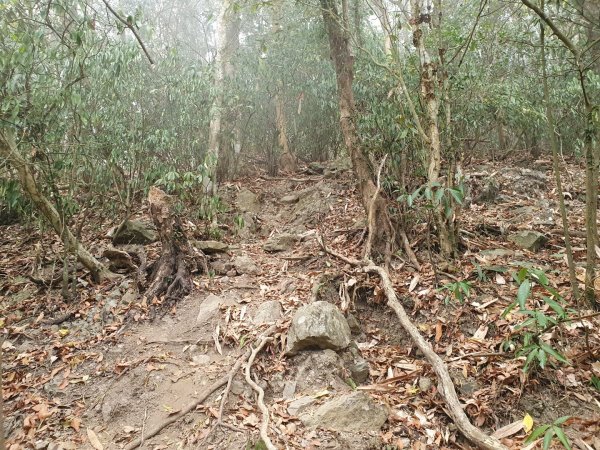 白雲山步道（小百岳）1334323