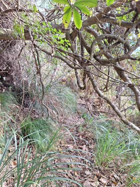 雪見駐在所+雪見山202512252971642