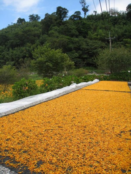 小百岳NO.92 花蓮萬人山。赤科山 六十石山，玉里神社遺址，奇萊鼻燈塔步道2250433